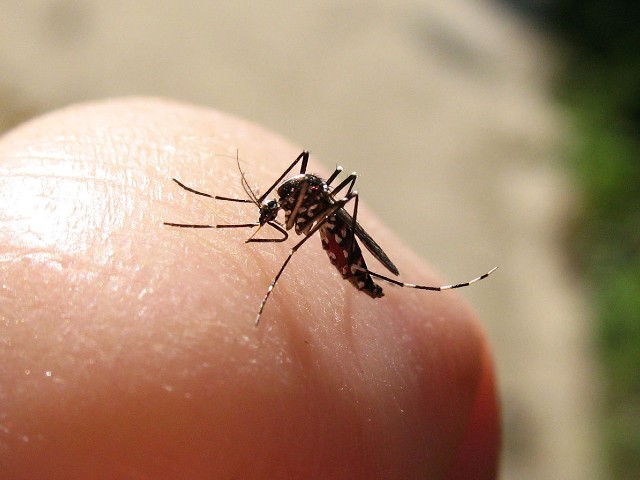 Prevenzione e controllo dell'infestazione da Aedes Albopictus (zanzara tigre)